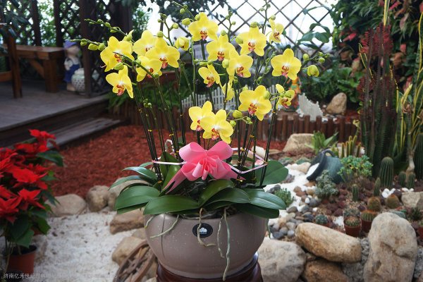 三种年宵花提前入，花期长，意头好，春节盛开刚刚好